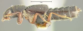 Media type: image;   Entomology 24069 Aspect: habitus lateral view